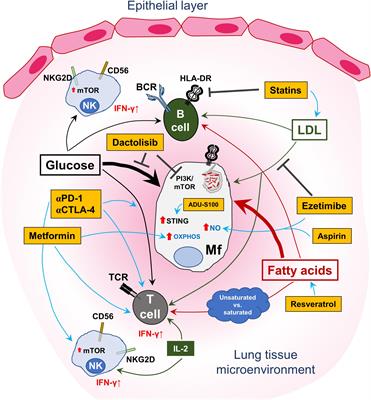 Immunometabolism and Pulmonary Infections: Implications for Protective Immune Responses and Host-Directed Therapies